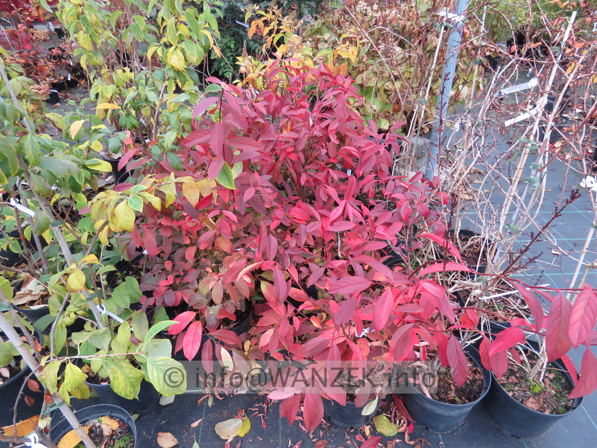 Itea virginica Henry`s Garnet 03.JPG